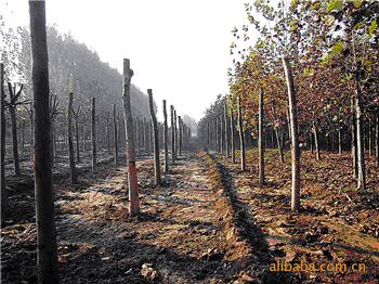 供應優(yōu)質綠化苗木—法國梧桐法桐苗木18753785595