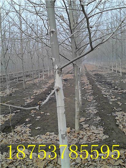 供應(yīng)速生法桐苗法桐小苗法桐苗木189753785595