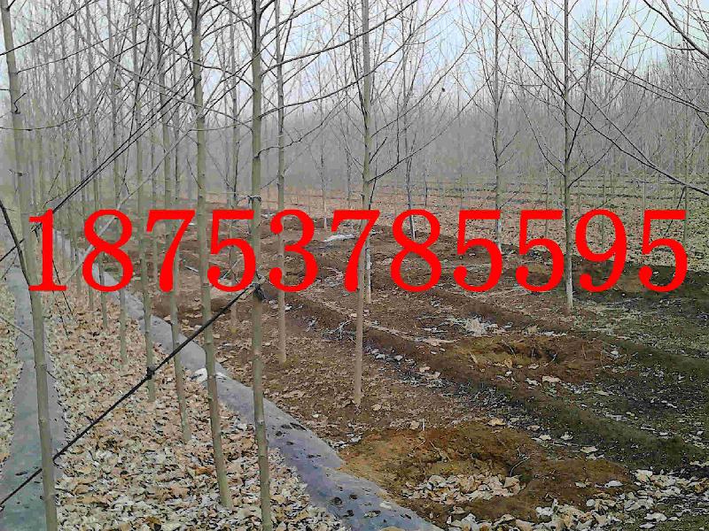 供應(yīng)13公分速生法桐濟(jì)寧法桐山東速生法桐18753785595