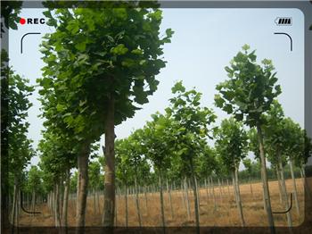 速生法桐圖片/速生法桐樣板圖 (4)