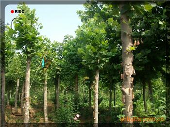 供應(yīng)品種優(yōu)良生命力旺盛的法桐樹苗廠家直銷 18753785595