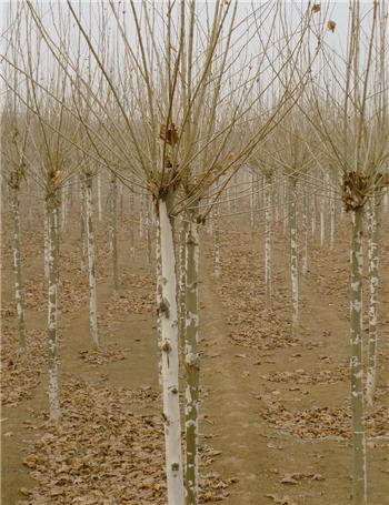 供應16公分速生法桐造型法桐濟寧法桐價格18753785595