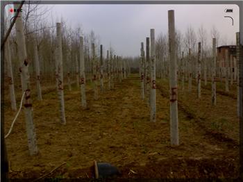 供應(yīng)25公分速生法桐造型法桐價(jià)格樹形優(yōu)美18753785595