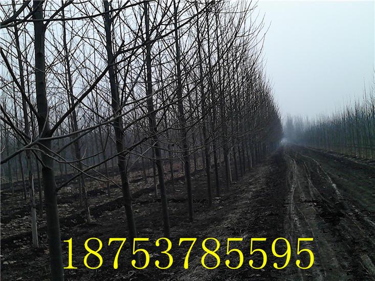 供應(yīng)3年帽法桐白蠟苗木等喬木速生法桐18753785595速生白蠟