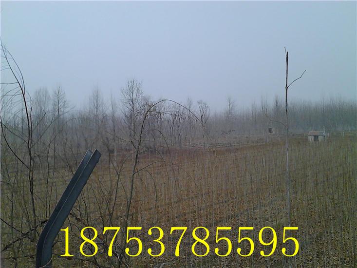 供應(yīng)優(yōu)質(zhì)法桐小苗青桐法桐濟(jì)寧紅太陽(yáng)法桐18753785595