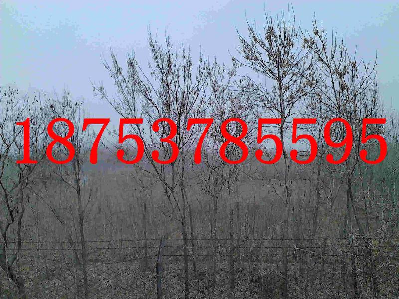 供應(yīng)25公分速生法桐一年帽法桐價(jià)格低18753785595