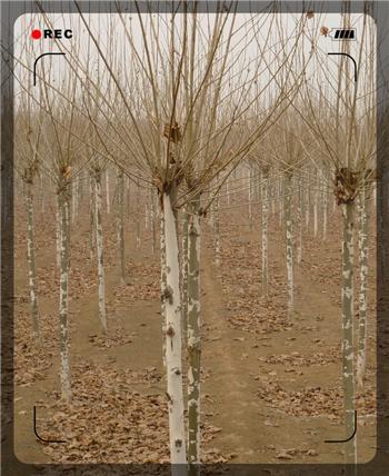 供應(yīng)12公分造型法桐一年帽速生法桐山東法桐18753785595