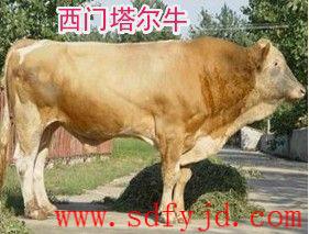 供應(yīng)貴州肉牛價格