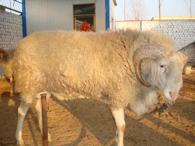 供應(yīng)純種*價格