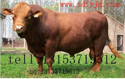 供應(yīng)貴州肉牛養(yǎng)殖場肉牛犢多少錢一頭