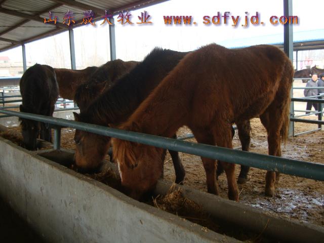 供應(yīng)河南*養(yǎng)殖場*價(jià)格