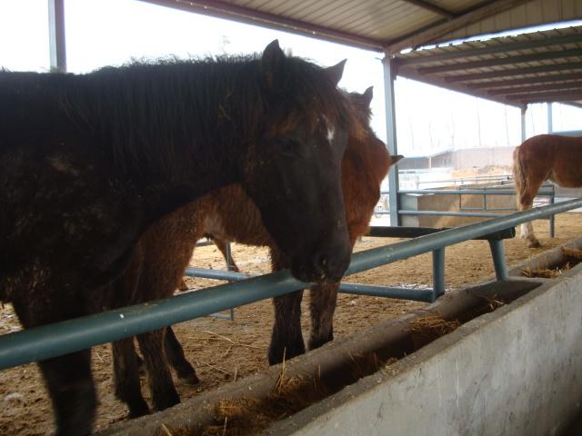 供應(yīng)山東肉羊養(yǎng)殖場