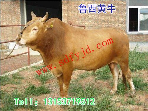 供應河南肉牛養(yǎng)殖場牛犢價格