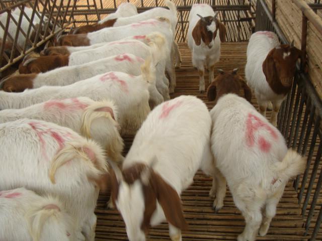 供應(yīng)2013年*小尾寒羊價(jià)格