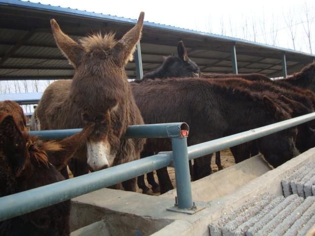 供應(yīng)河南*養(yǎng)殖場*價(jià)格