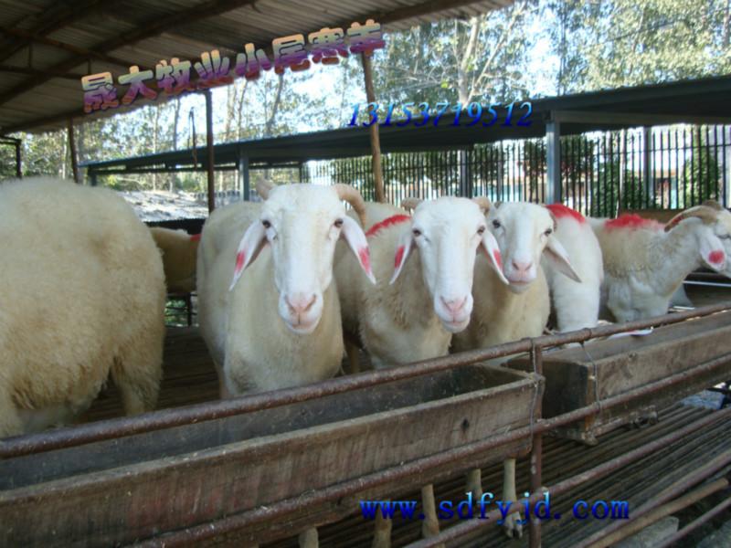 供應(yīng)2013年*小尾寒羊價(jià)格