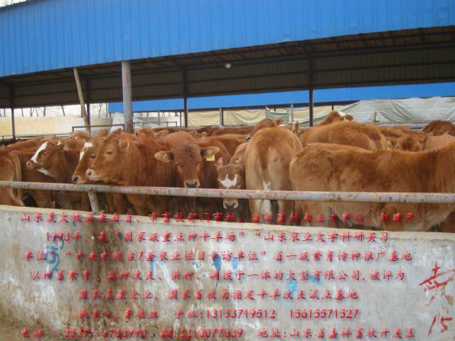 供應(yīng)甘肅哪里有*牛的
