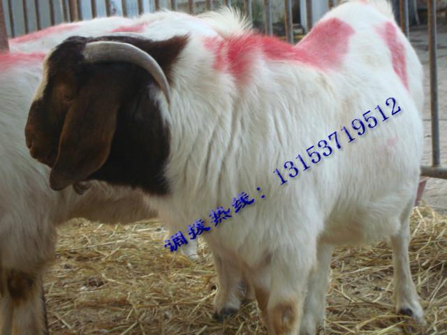 供應(yīng)山東*養(yǎng)殖場