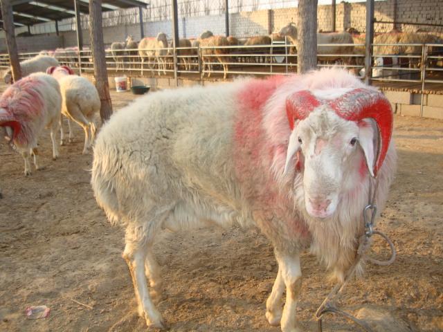 供應(yīng)純種*價格