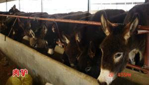 供應(yīng)云南肉驢