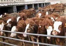 內(nèi)蒙古西門塔爾牛圖片