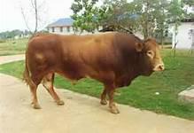 延安志丹縣養(yǎng)殖利木贊牛