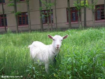 優(yōu)質(zhì)肉羊的養(yǎng)殖管理技術(shù)