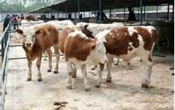 改良肉牛養(yǎng)殖場