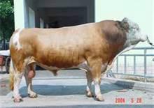 育肥牛圖片/育肥牛樣板圖 (2)
