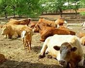 西門塔爾架子牛的飼養(yǎng)管理技術(shù)