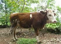 西門塔爾架子牛的飼養(yǎng)管理技術(shù)