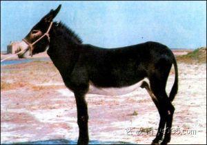 供應濟寧德州驢