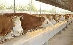 府谷養(yǎng)殖西門塔爾技術(shù)