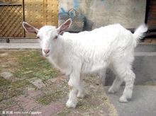 永宏牧業(yè)講肉羊短期育肥技術(shù)