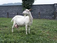 山羊的飼養(yǎng)管理要點(diǎn)