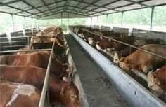 養(yǎng)殖肉牛價(jià)格實(shí)惠