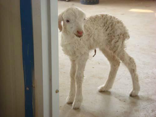 延安養(yǎng)殖小尾寒羊