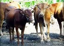 延安志丹縣養(yǎng)殖利木贊牛