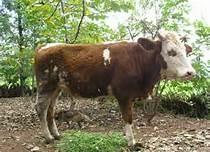 專業(yè)西門塔爾牛養(yǎng)殖