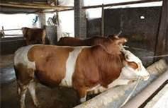 育肥牛圖片/育肥牛樣板圖 (4)