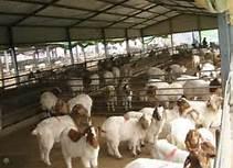 優(yōu)質(zhì)波爾山羊圖片