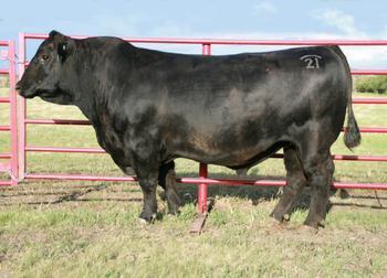 供應(yīng)安格斯牛價(jià)格