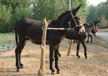 肉驢快速育肥辦法