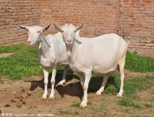 優(yōu)質(zhì)肉羊的養(yǎng)殖管理技術(shù)