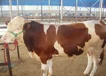 改良肉牛養(yǎng)殖場