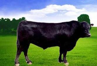 供應(yīng)安格斯牛價(jià)格