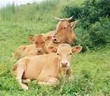 肉用犢牛培育技術(shù)