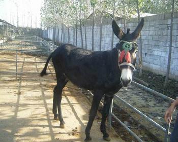 供應(yīng)云南肉驢