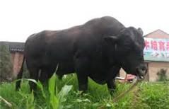 供應利木贊牛養(yǎng)殖價格