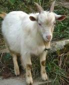 山羊的飼養(yǎng)管理要點(diǎn)